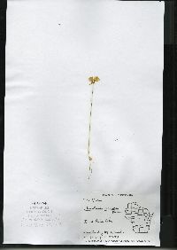 Utricularia cornuta image