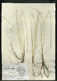 Eleocharis robbinsii image