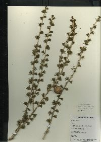 Larix laricina image