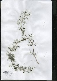 Myriophyllum sibiricum image