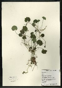 Hydrocotyle americana image