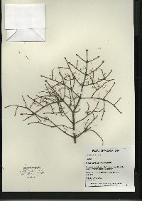 Picea mariana image