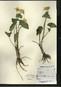 Caltha palustris image