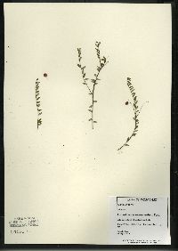 Vaccinium macrocarpon image