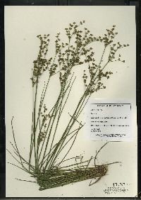 Juncus brevicaudatus image