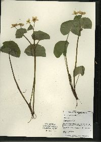 Caltha palustris image