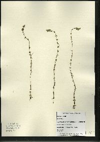 Hypericum boreale image