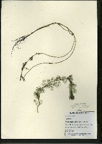 Myriophyllum spicatum image