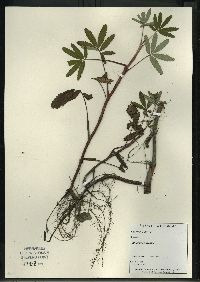 Comarum palustre image