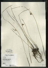 Juncus balticus subsp. littoralis image