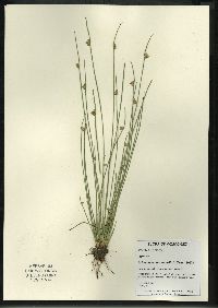 Schoenoplectiella smithii image