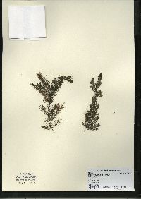 Ceratophyllum demersum image