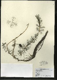 Myriophyllum sibiricum image