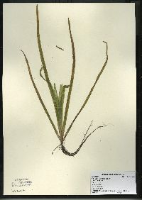 Vallisneria americana image