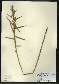 Dulichium arundinaceum var. arundinaceum image