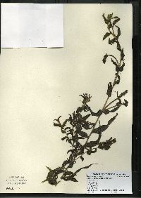 Potamogeton richardsonii image