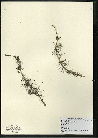 Myriophyllum sibiricum image