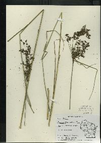 Scirpus atrocinctus image