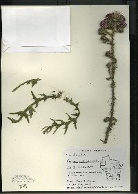 Cirsium palustre image