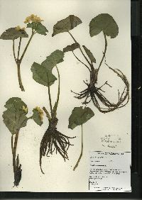 Caltha palustris image