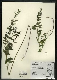 Scutellaria galericulata image