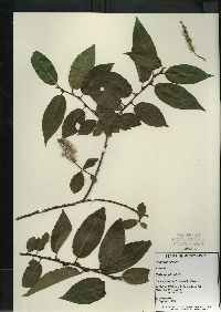 Salix lucida image