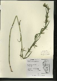 Dulichium arundinaceum var. arundinaceum image