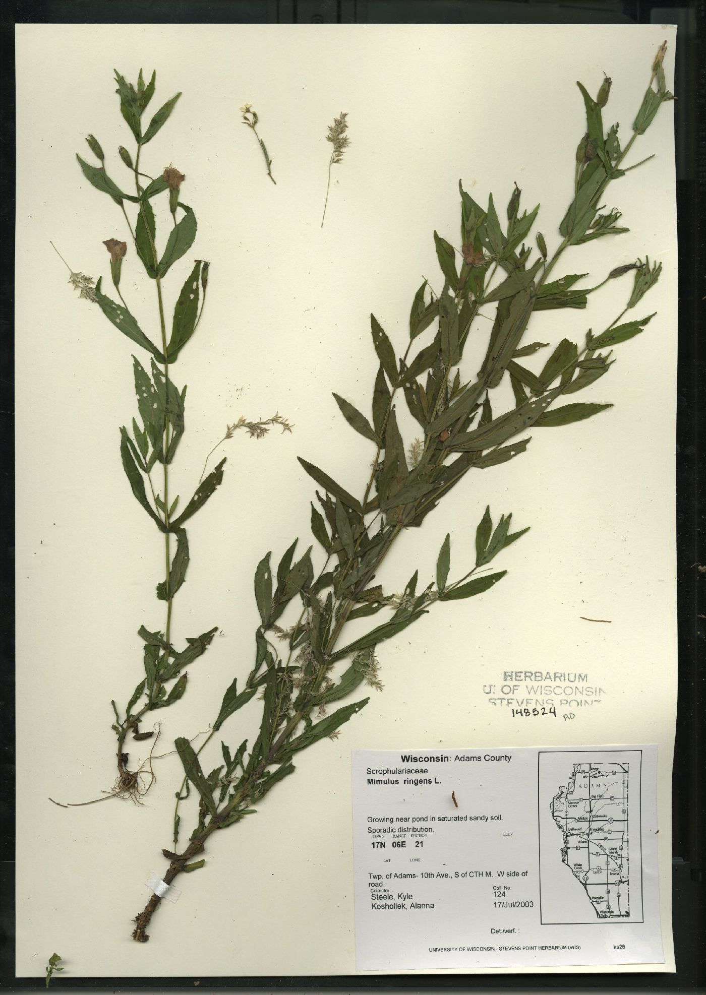 Mimulus ringens var. ringens image