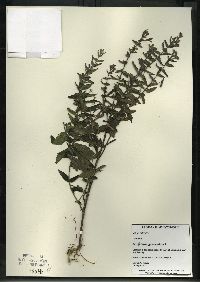 Scutellaria galericulata image