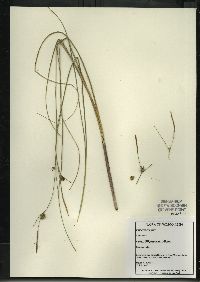 Carex oligosperma image