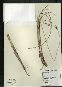 Carex oligosperma image