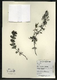 Bidens beckii image