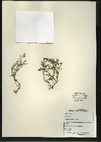 Gratiola aurea image