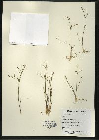 Juncus pelocarpus image