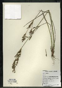 Juncus brevicaudatus image