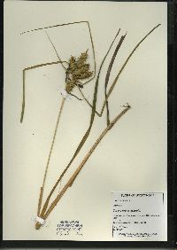 Carex retrorsa image