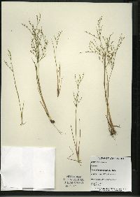 Juncus pelocarpus image