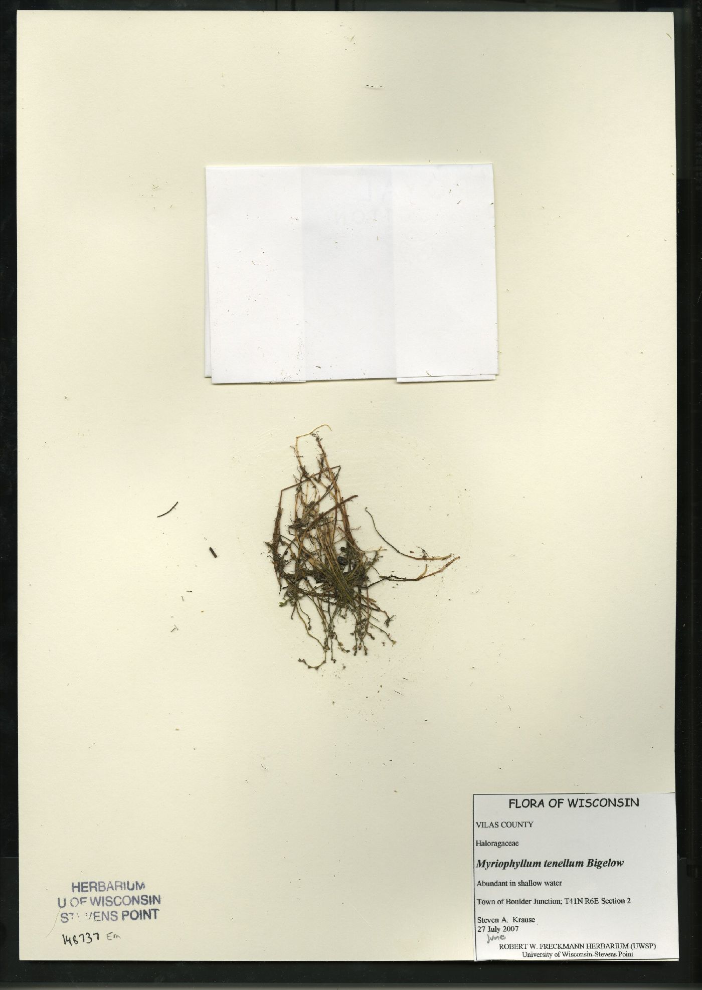 Myriophyllum tenellum image