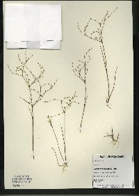 Juncus pelocarpus image