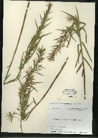 Dulichium arundinaceum var. arundinaceum image