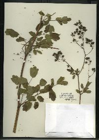 Thalictrum dasycarpum image