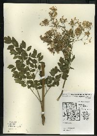 Thalictrum dasycarpum image