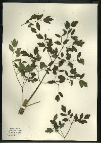 Thalictrum dasycarpum image