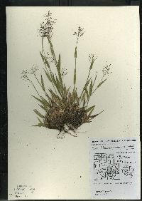 Dichanthelium acuminatum subsp. columbianum image