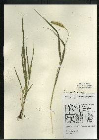 Setaria pumila subsp. pumila image