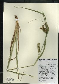 Carex comosa image