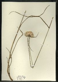 Eriophorum virginicum image