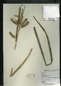 Carex comosa image