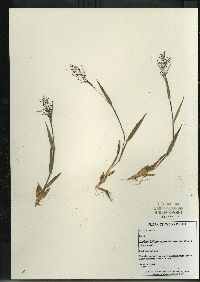 Dichanthelium acuminatum subsp. columbianum image
