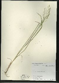 Panicum dichotomiflorum subsp. dichotomiflorum image